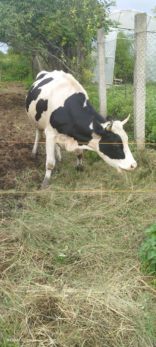 Vaca Holstein 3 ani de vânzare