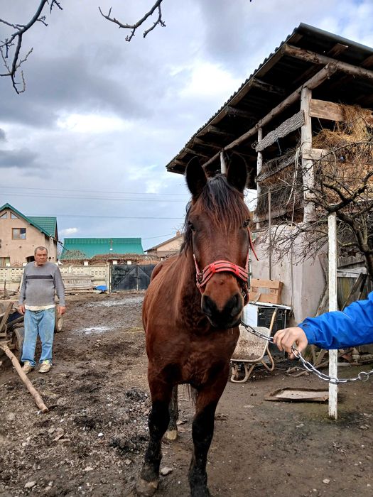 vând cal castrat