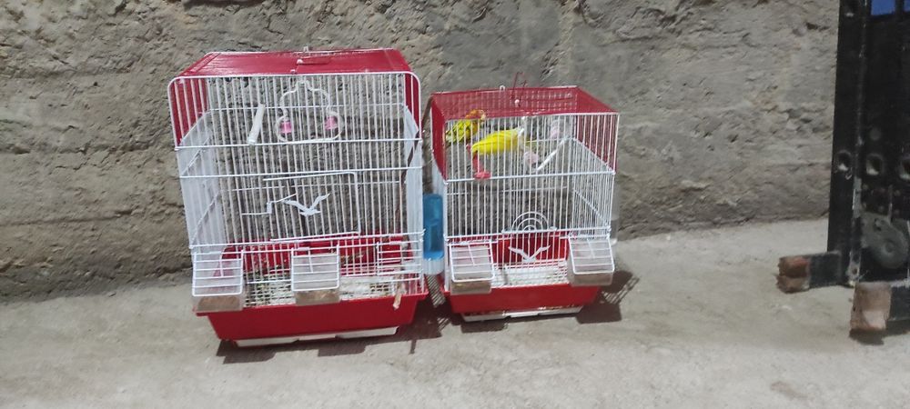 Qafas sotiladi kattasi100min kichigi50min