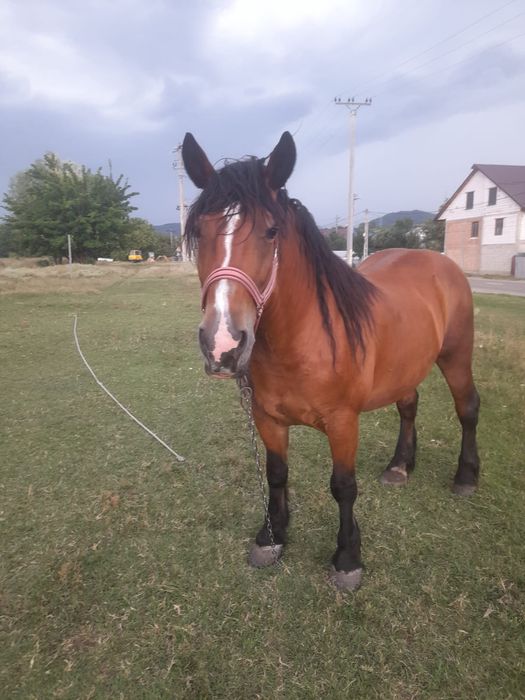 Se vinde iapa semi grea romaneasca