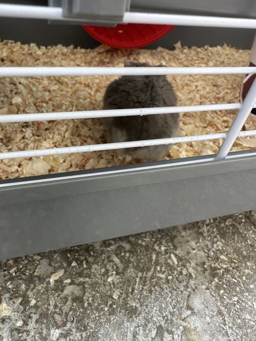 2 hamsteri 2 broaste testoase