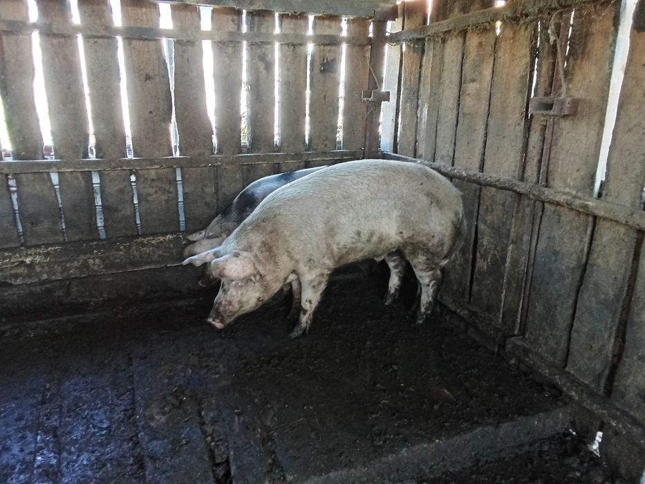 Vând viței de carne