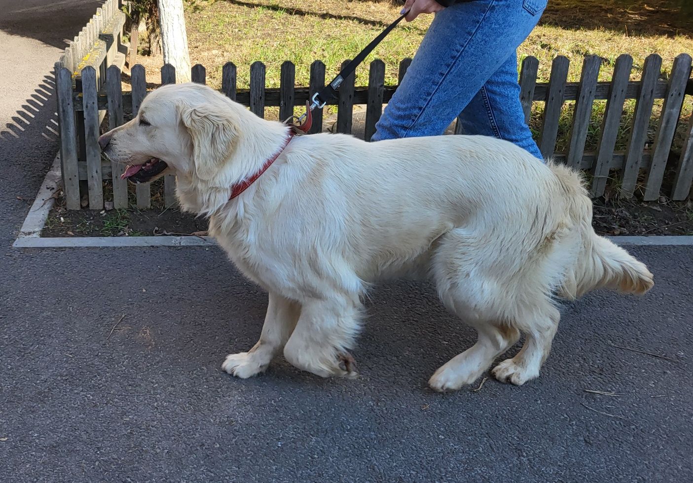 Golden retriever femelă