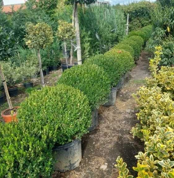 Livrare și plantare profesională pentru orice comandă
