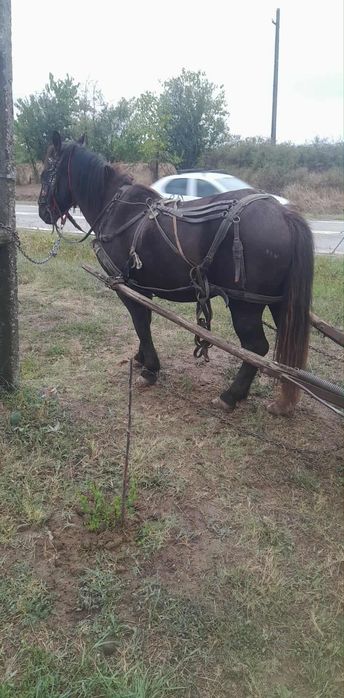 Vând armăsar de 2 ani și 7 luini