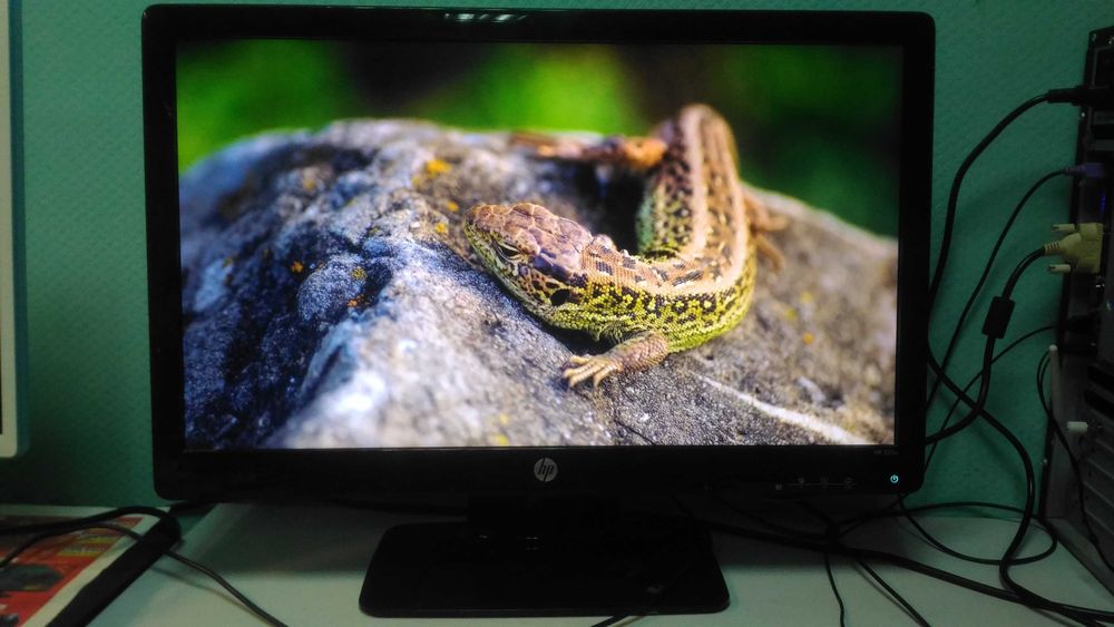 HP_Full HD 22"дюйма (55 см) (DVI, VGA)