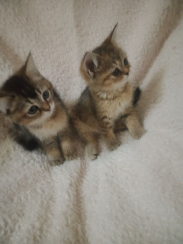 Продаются котята породы скотиш страйт.