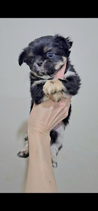 Мальчик чихуахуа