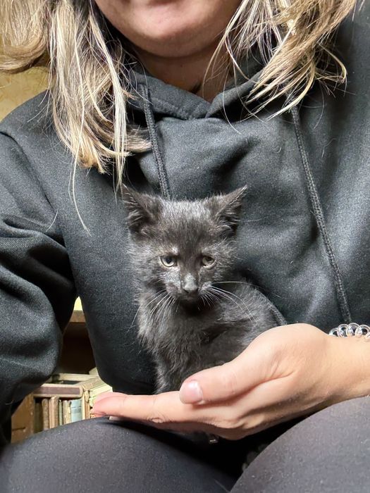 Pui de pisica pentru adoptie