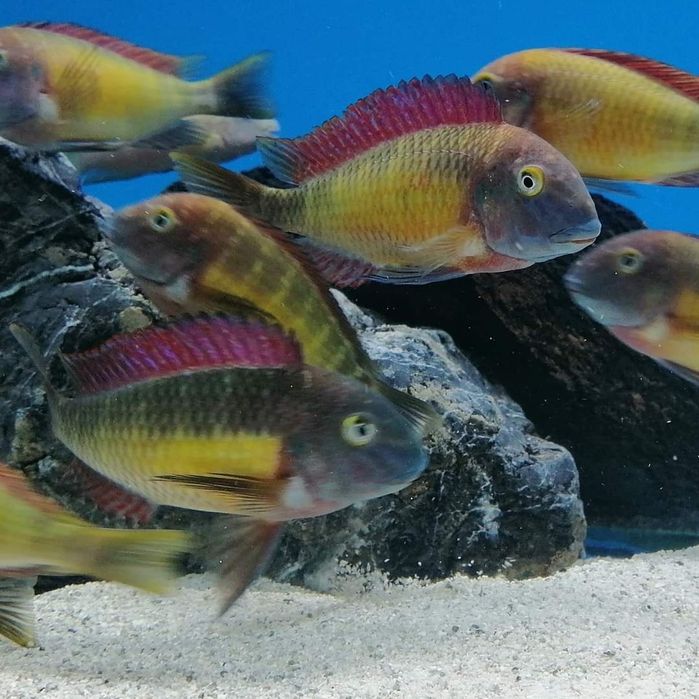 Рибки Африкански цихлиди Tropheus Red Rainbow 12-13cm