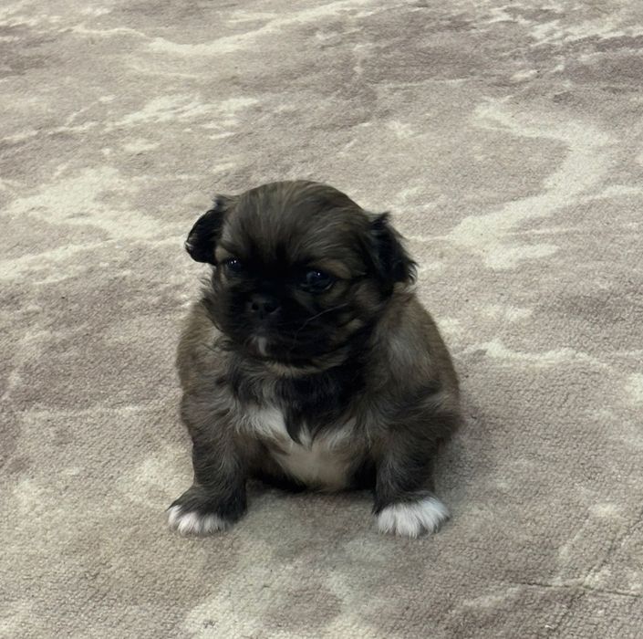 Продам щенка пекинеса