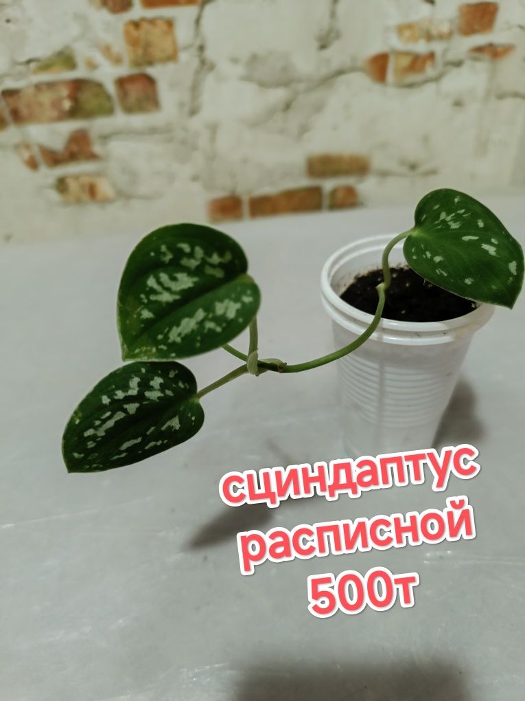 Продам комнатные цветы