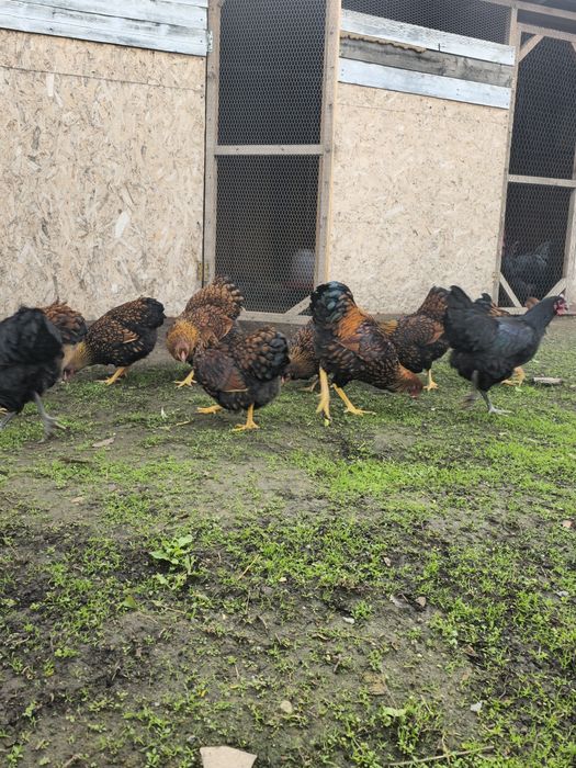 Wiandotte de vanzare