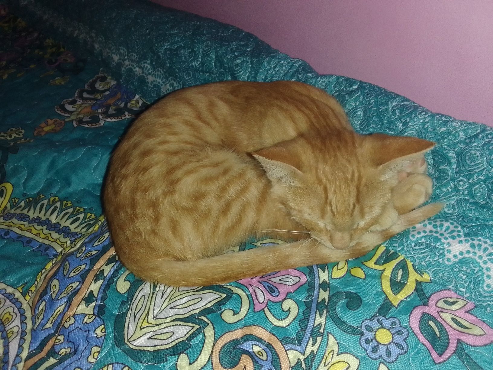 Котенок 3  айлық