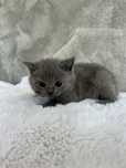 British shorthair