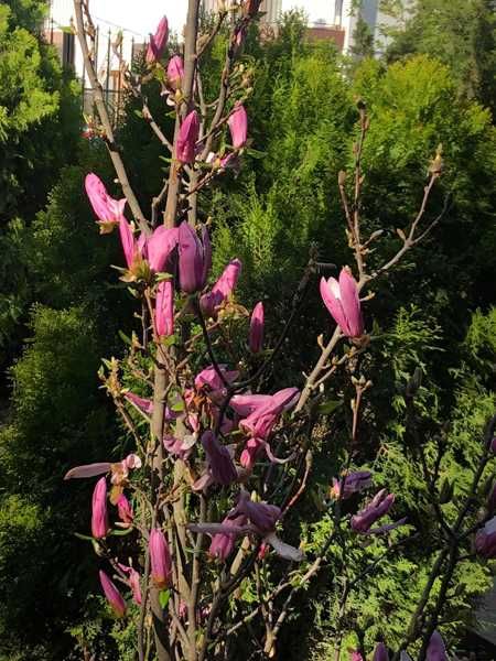 Magnolie de vânzare