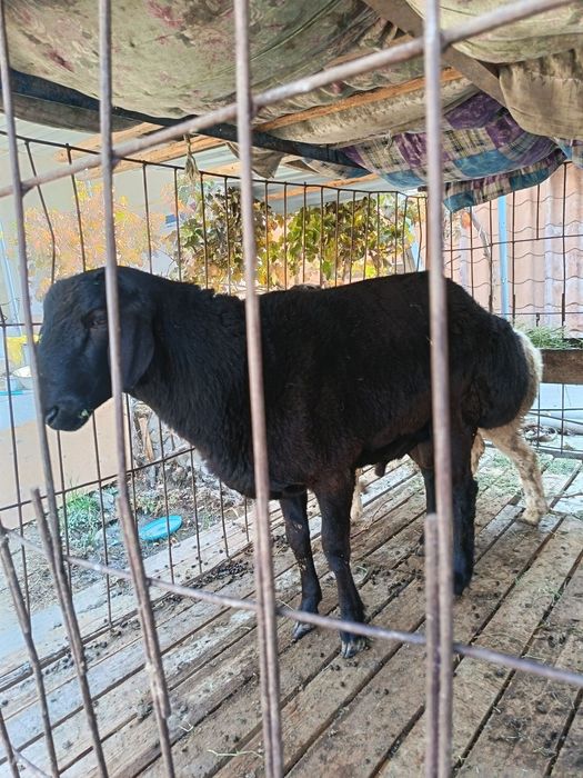 Qo'y sotiladi (zotdor)