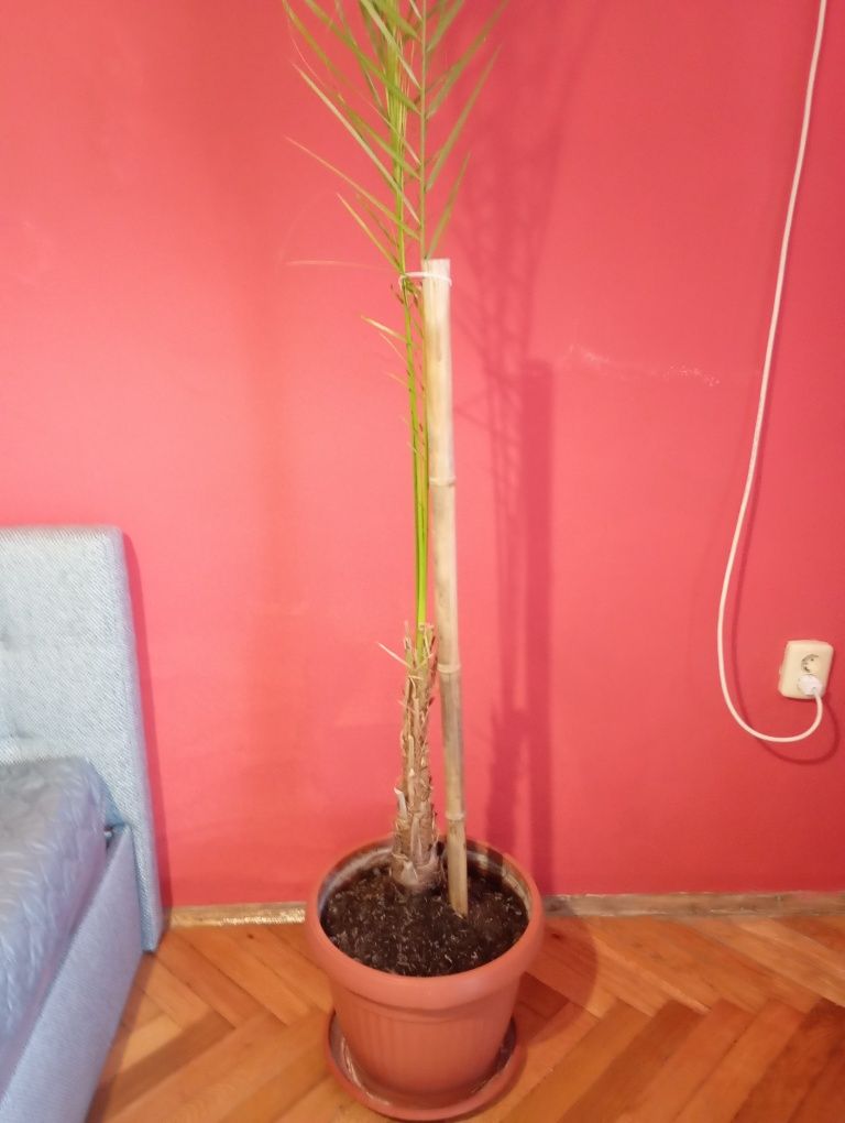 Различни цветя на различни цени