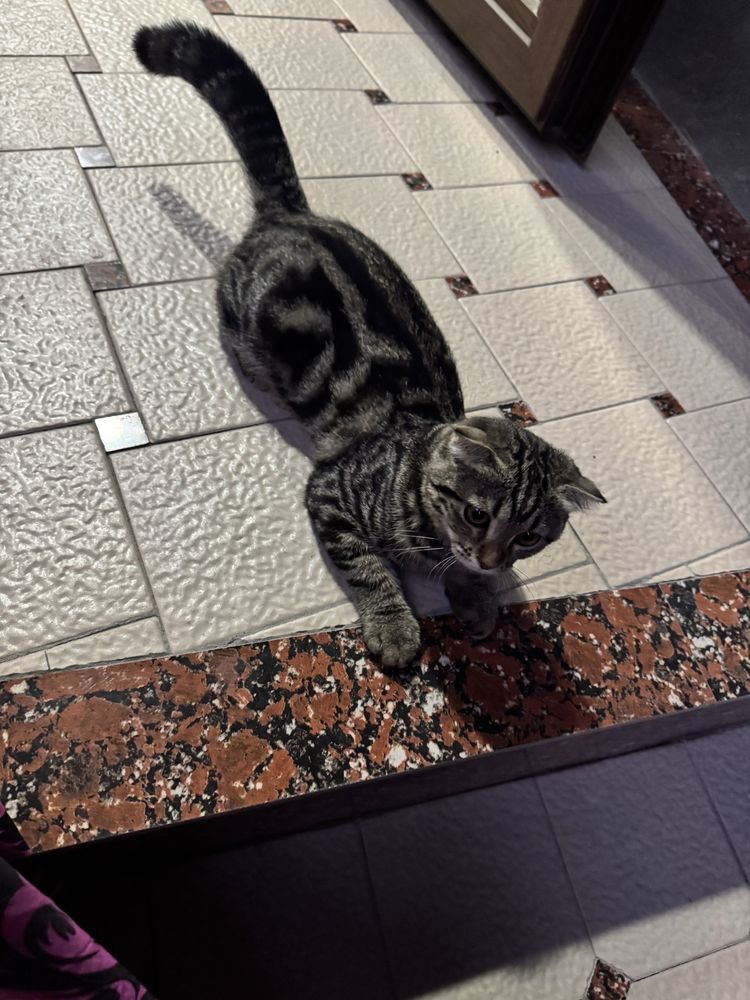Кошка шотландская вислоуха