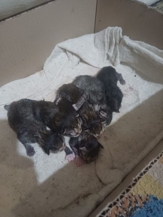 Отдам котят в добрые руки