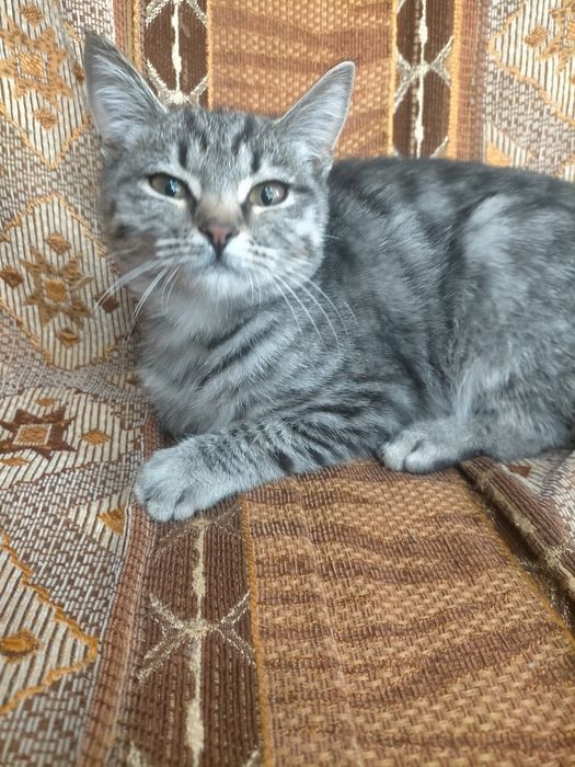 Кошечка ищет дом