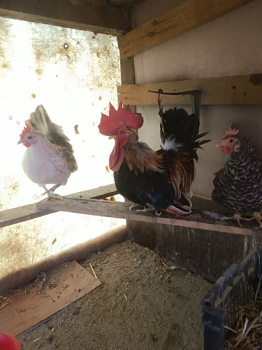 Pereche chabo și o găinușă pitica comuna