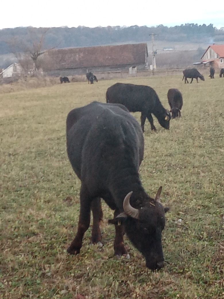 Vând bivoli fătati