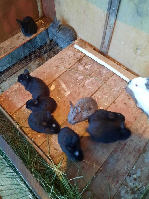 Quyon, quyon bolalari sotiladi