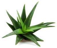 Aloe vera - plantă ornamentală & medicinală