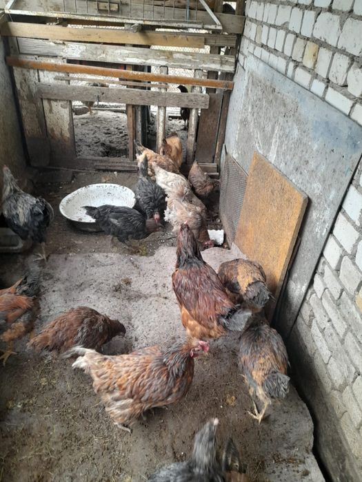 Продаются Молодые Петухи