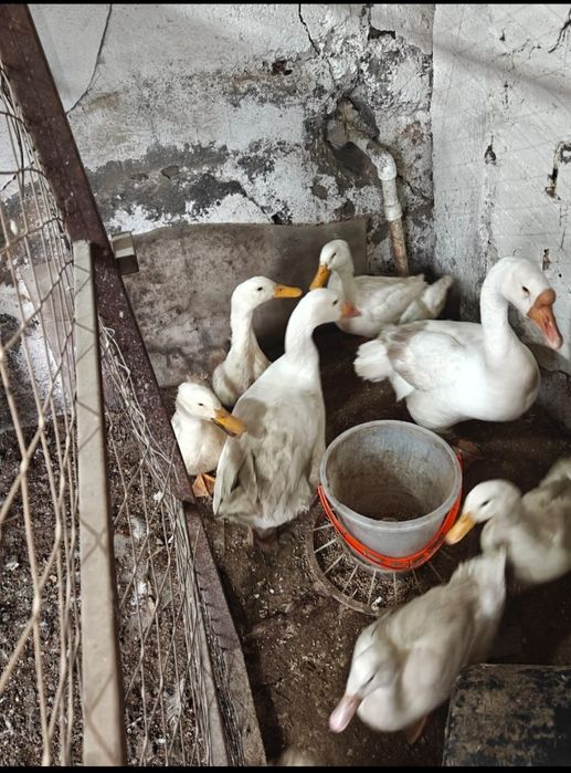 Продам пару гусей