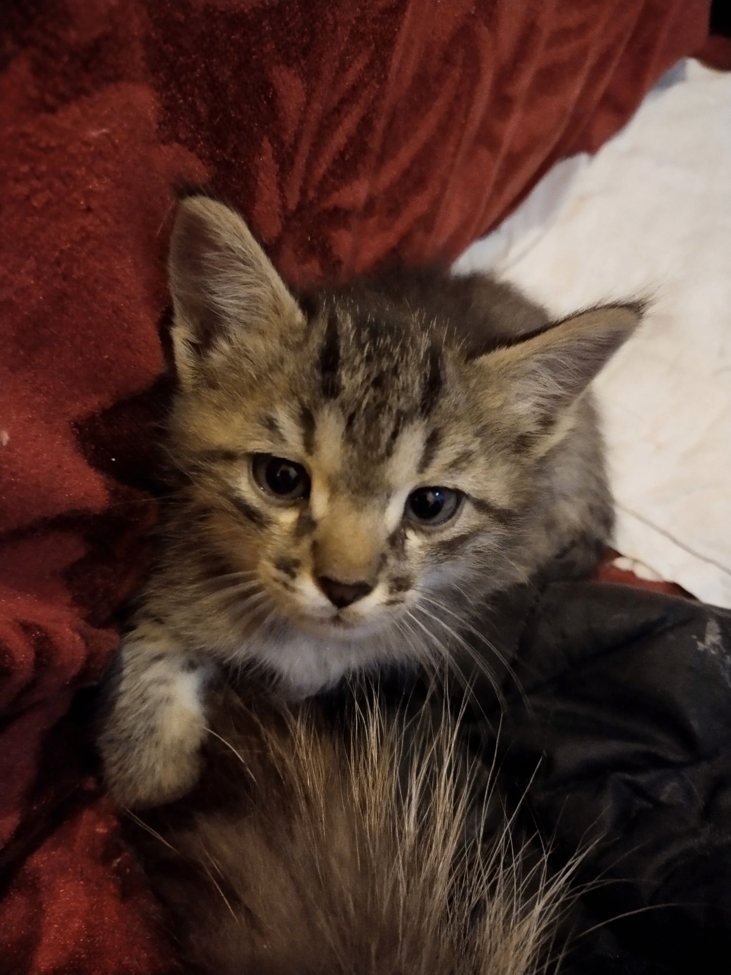 Домашний котенок