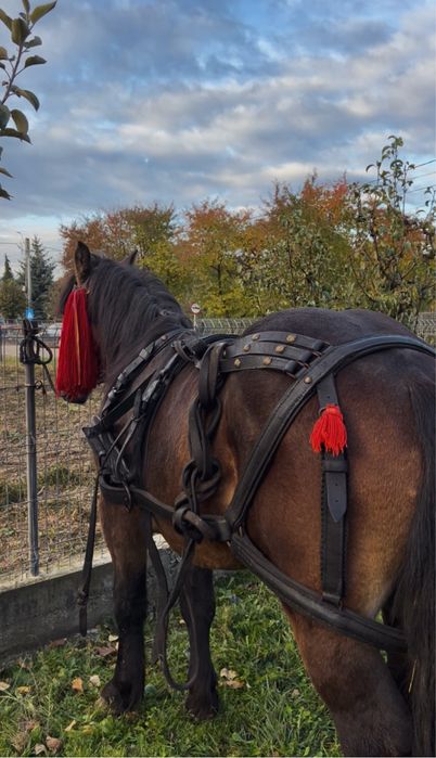 Armasar 3 ani disponibil