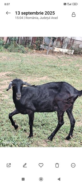 Schimb capra cu  cereale