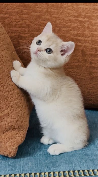 Британ мушукчалар сотилади