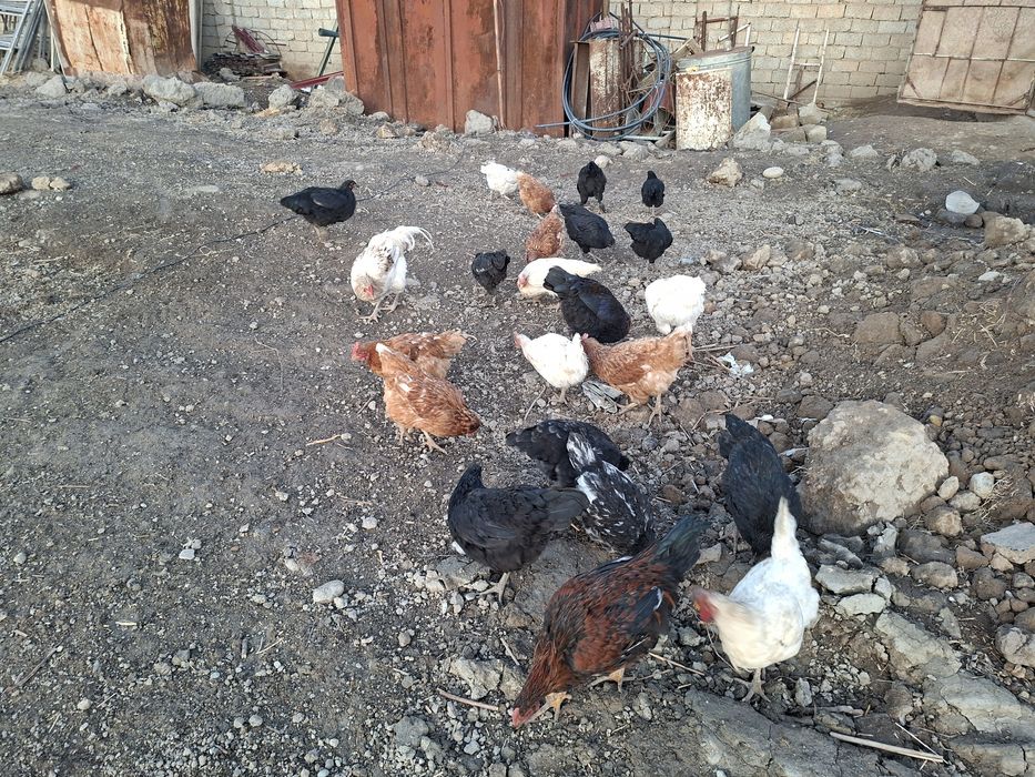 Товуклар_сотилади_23дона_100000 сумдан