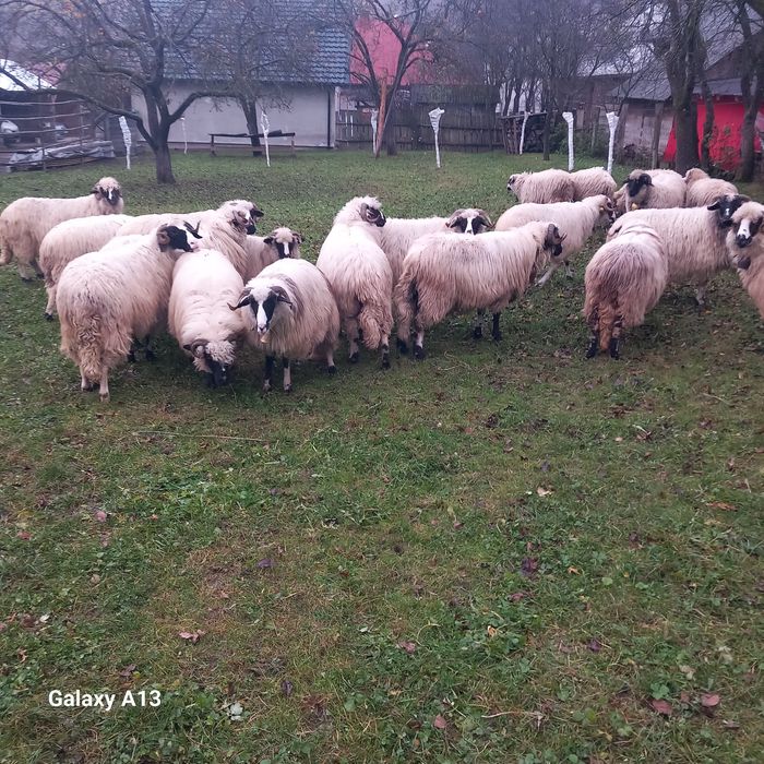 Oi de vînzare se vând doar toate 20 bucăți perț 1500 bucata fix