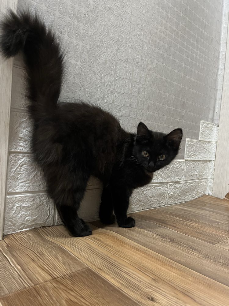 Котенок. Девочка