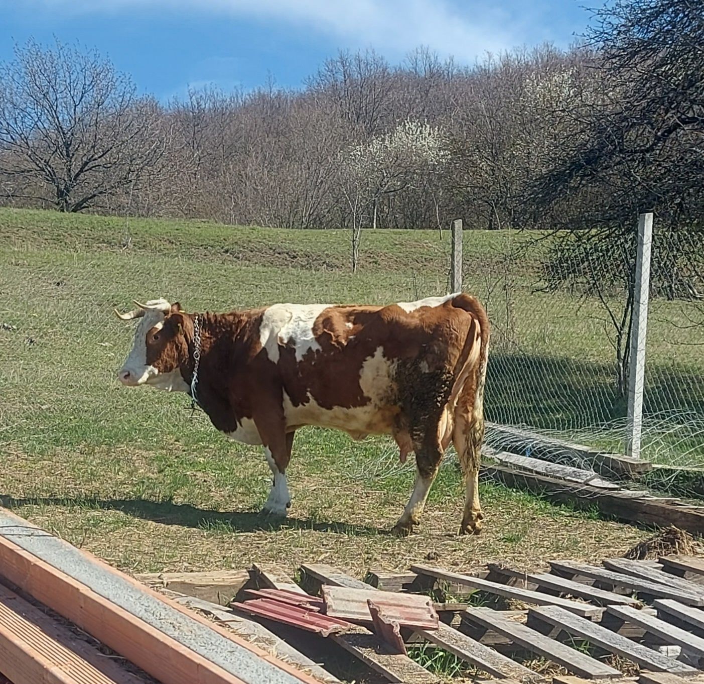 Vând vacă cu tăurăș și o junincă