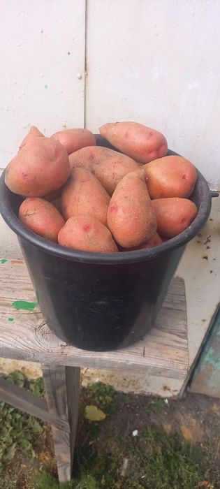 Продам домашний картофель