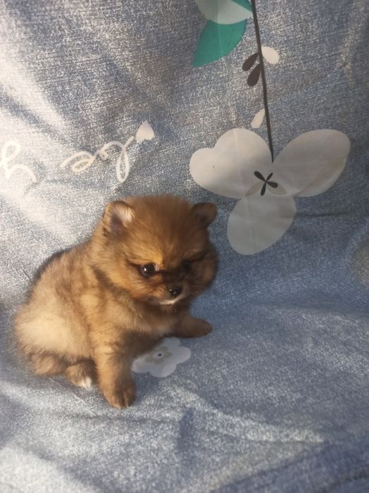 Мальчик, миник шпиц