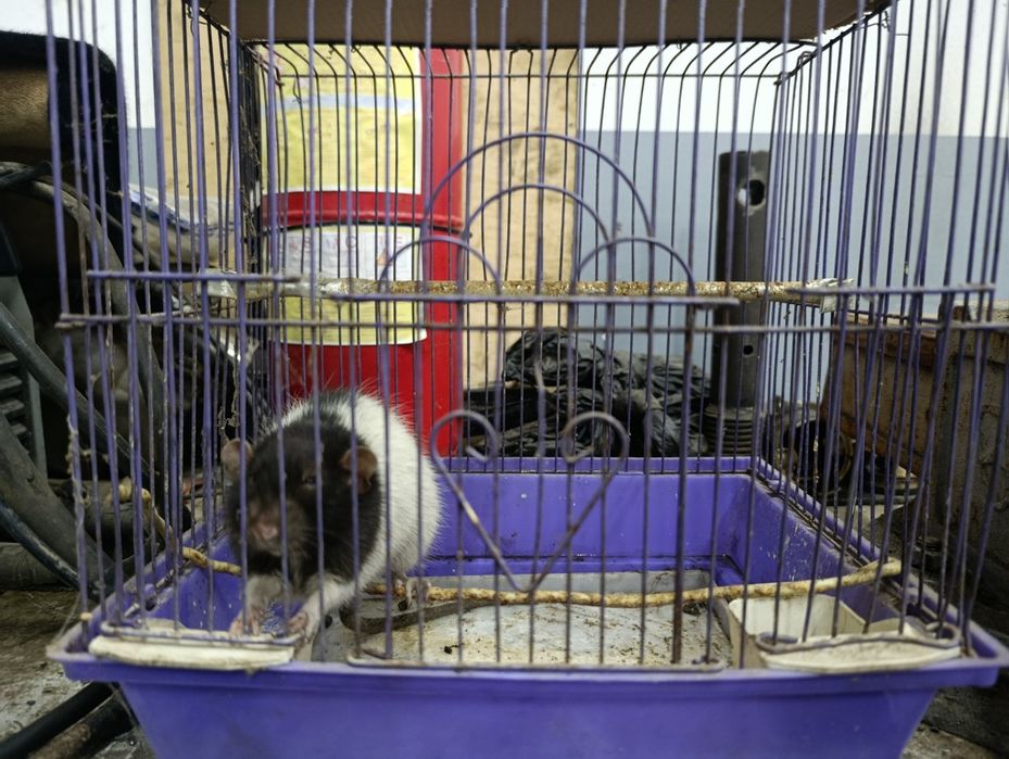 Ажоиб оргатилган безийон