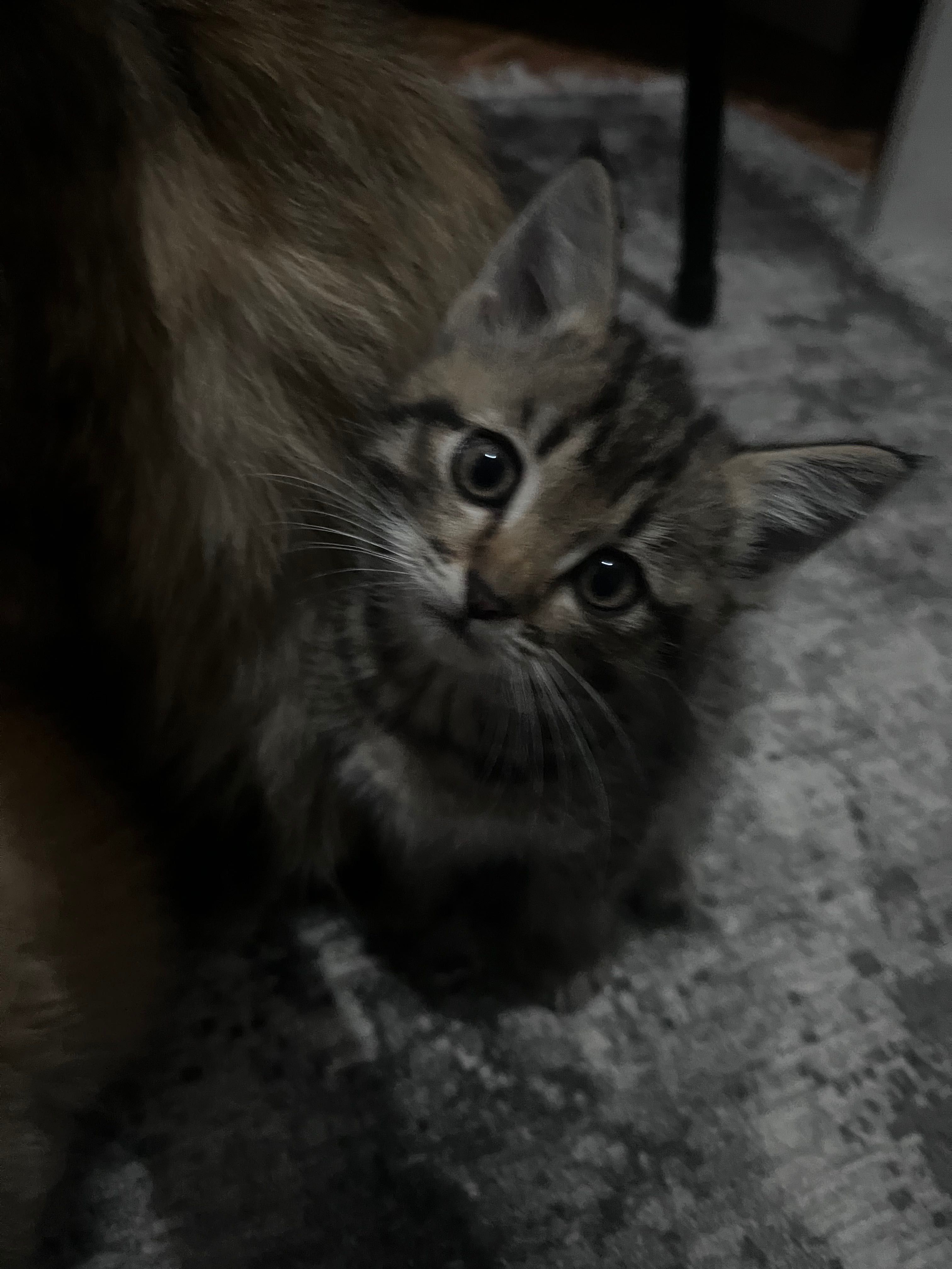 КОТЯТА, заберите пожалуйста