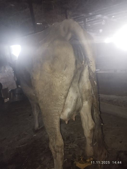 Алату сыйыр бузауменен