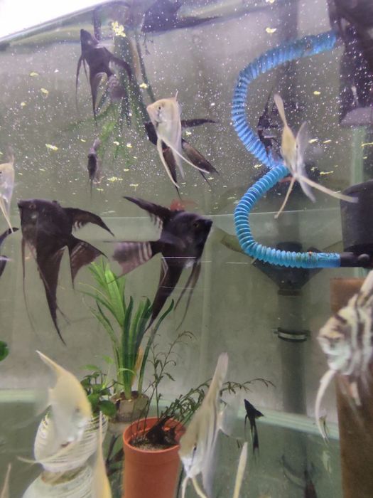 скаляри бор оладиганлар