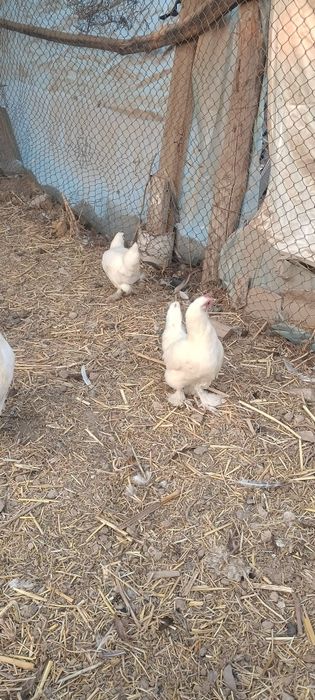 Японский тауық қоразы мен сатылады