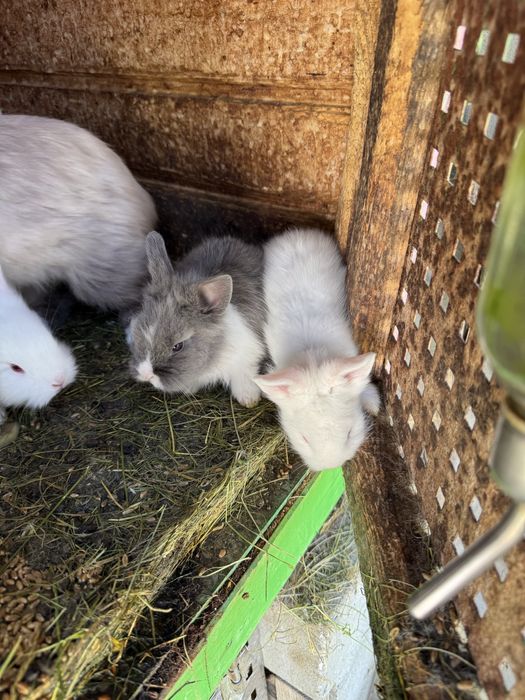 Vand iepurasi de rasa