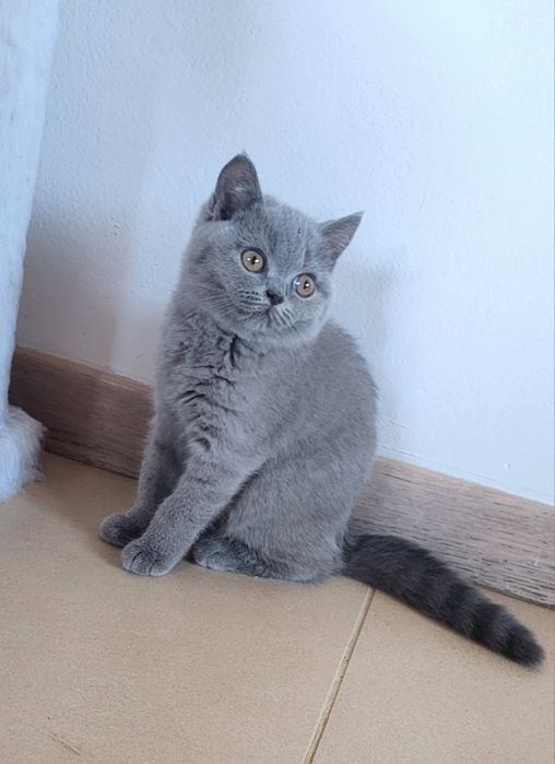 British shorthair