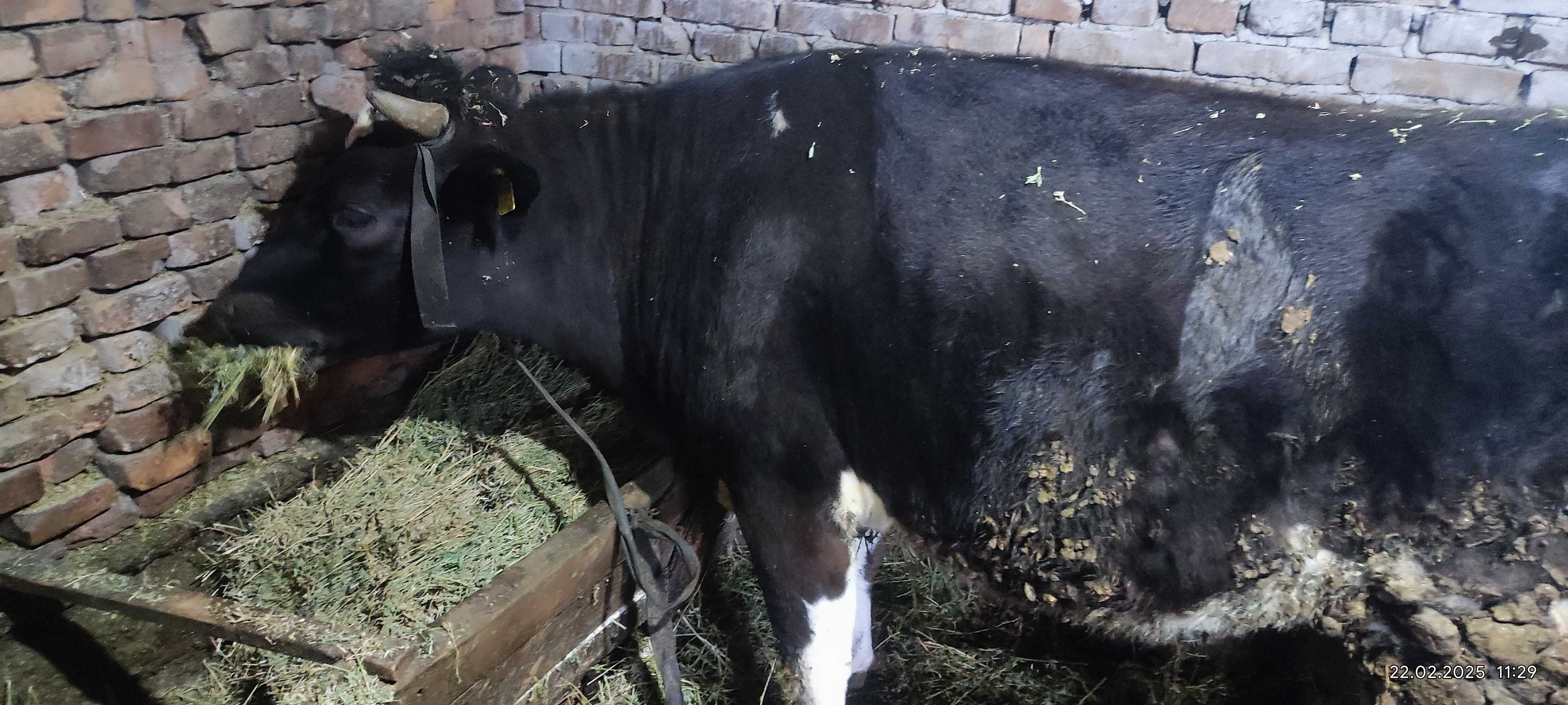 Tăuraș Holstein și vițică de lapte de vânzare