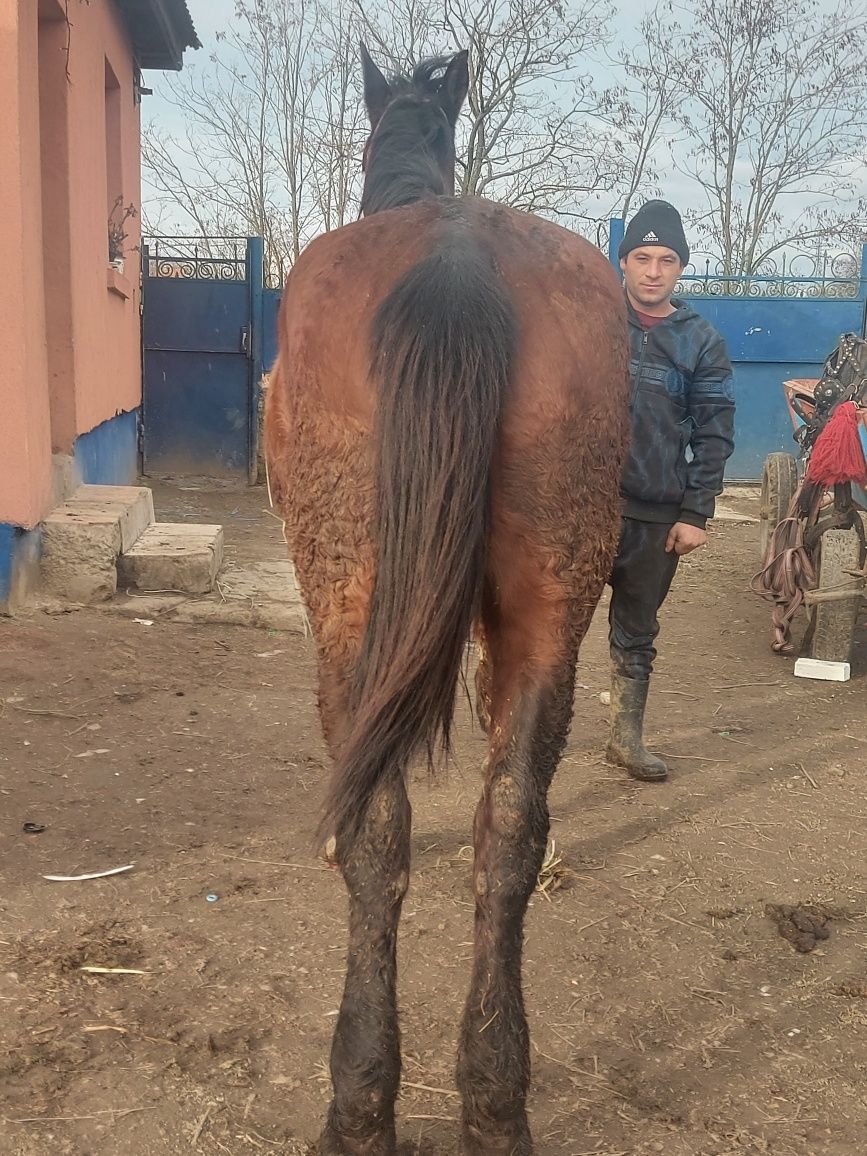 De vanzare o iapă